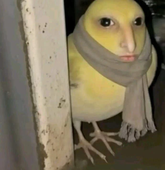 pájaro